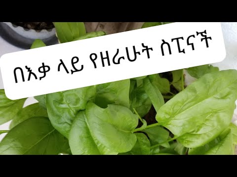 ቪዲዮ: የእንጆሪ ስፒናች እንክብካቤ -የስትሮውበሪ ስፒናች እፅዋትን እንዴት እንደሚያሳድጉ ይማሩ