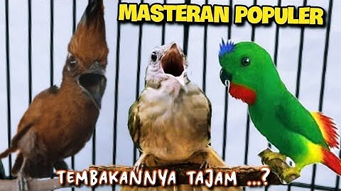 MASTERAN POPULER TEMBAKANNYA TAJAM || cililin vs selindit vs kapas tembak || 3jam