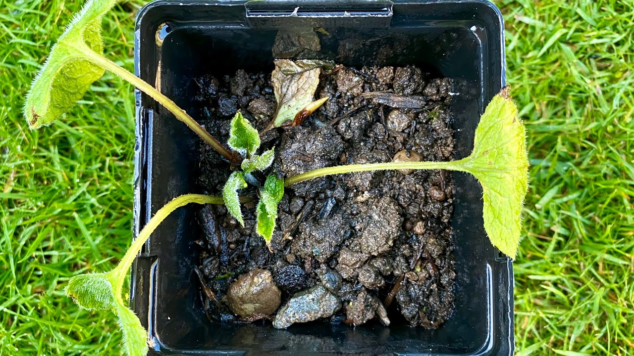 A Clumpsy Division for "Jack Of Diamonds" Heart Leaf Brunnera (4K) - April 26, 2024