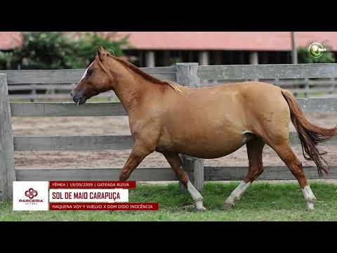 Lote 20 - Sol de Maio Carapuça