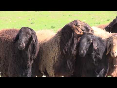 Племенной завода  гиссарских овец "Гиссар"  Пархарский район  Таджикистан
