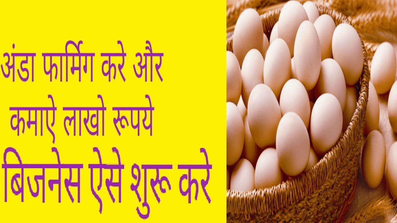 Start Egg Farming Business In Hindi Kaise Suru Kare Ande Ka Business