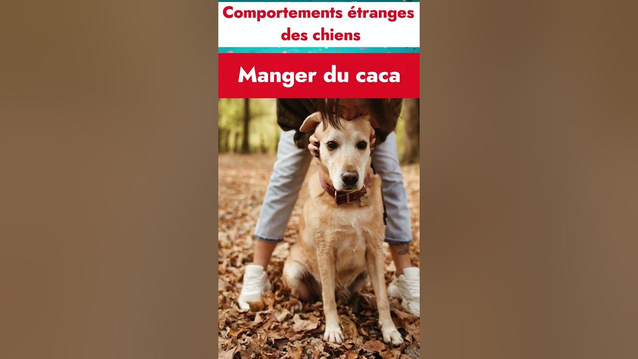 Pourquoi mon chien mangetil du caca ? comportements étranges des chiens Expliquer YouTube