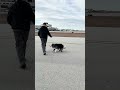 The hardest-working staff at the airport? These two good boys.
