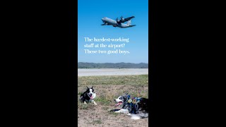 The hardest-working staff at the airport? These two good boys.