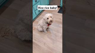 Rice Rice Baby! Bear loves rice  #shorts