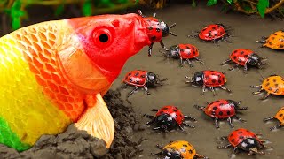 New 💕 FUN VIDEOS OF FISH💕Stop Motion ASMR | Colorful Koi Fish Carp & Bugs Underground Cooking