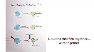 LTP and memory