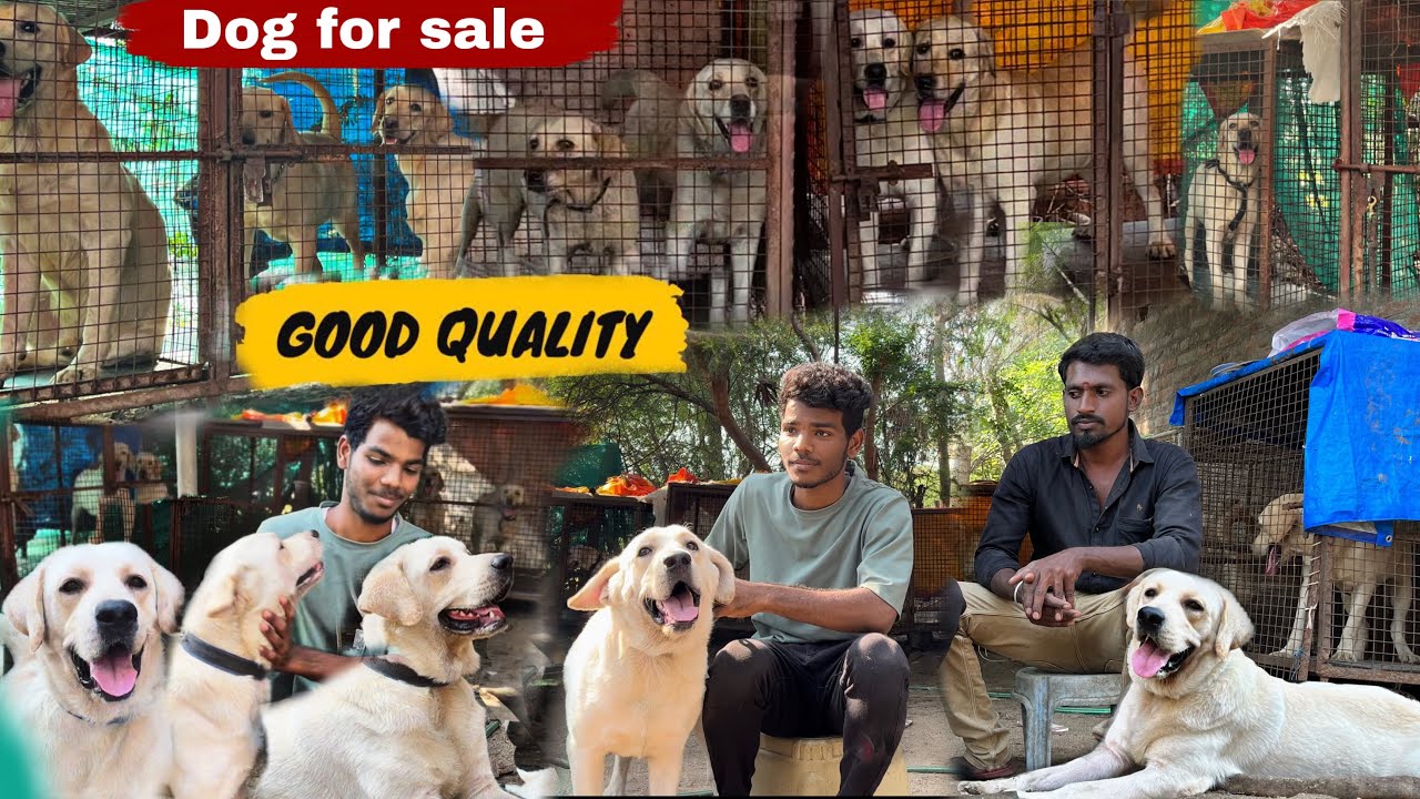 DOGS For Sale / Puppy Sales in Chennai / DogKennel in Tamilnadu / dog dogs dogsforsale