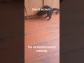 #secretcat