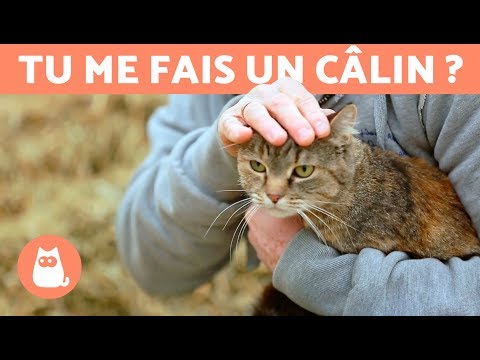 Vidéo: Comment Caresser Un Chat