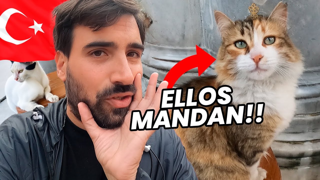 200,000 GATOS CALLEJEROS INVADEN ESTAMBUL 🇹🇷😻 ¿Podrías vivir en una ciudad así? | VUELTALMUN