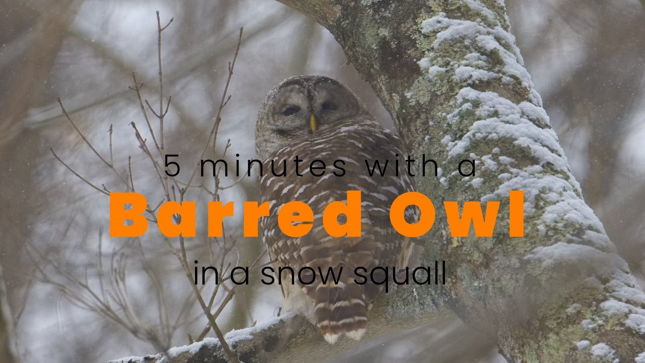 Barred Owl 2|6|2026