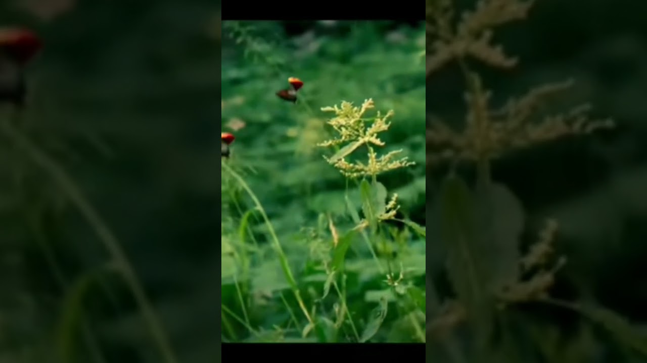 The Black Ant fights withthe Red ants with the help of a slinghot.explain in हिंदी