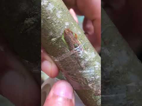 Ultimate Guide To Grafting Trees Step By Step For 100 Success EP045 Grafting Graftingtechniques 