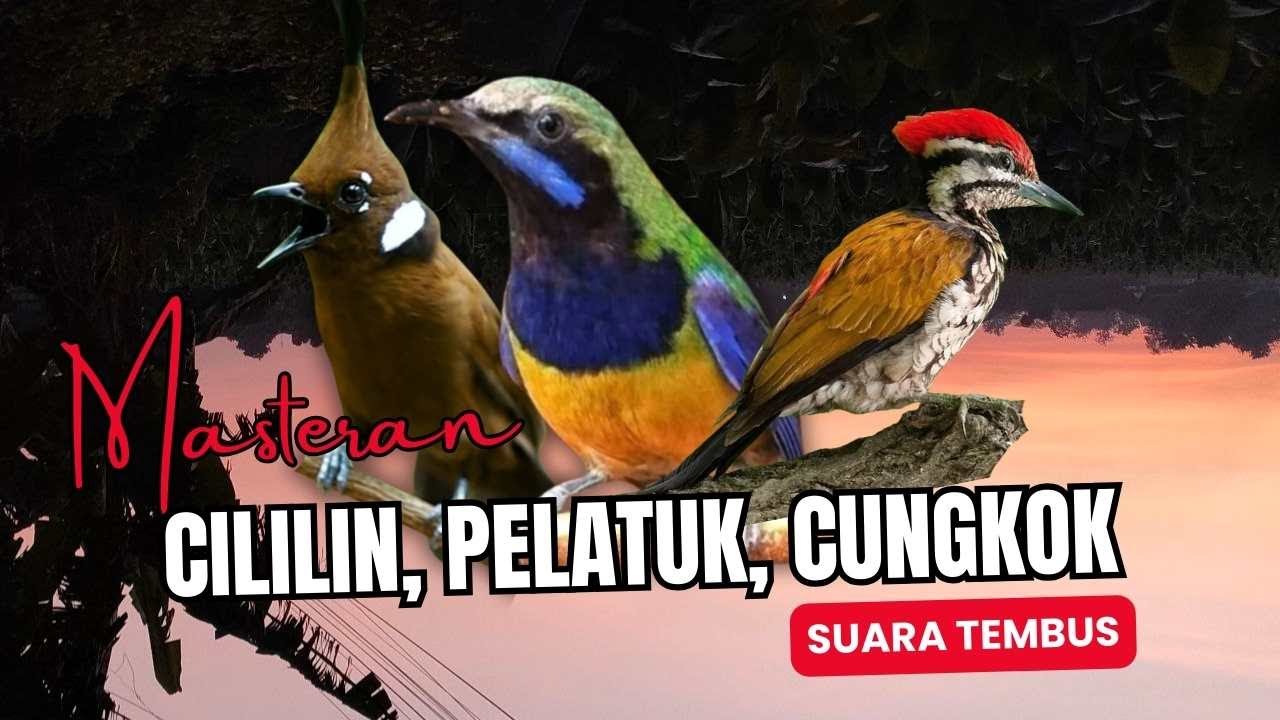 Masteran Tembak Cililin, Pelatuk, Cungkok | Masteran Roll Tembak Suara Tembus