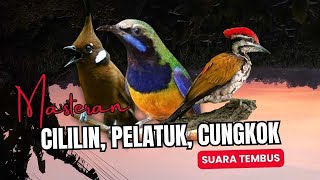Masteran Tembak Cililin Pelatuk Cungkok Masteran Roll Tembak Suara Tembus