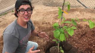 planting_a_mulberry