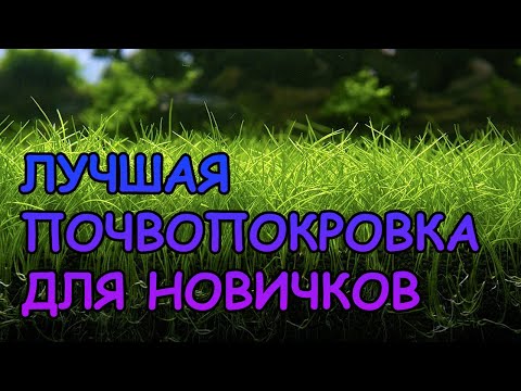 ЛУЧШАЯ ПОЧВОПОКРОВКА ДЛЯ НОВИЧКОВ