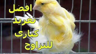 اقوى تغريد لتحفيز الكناري على التزاوج ?