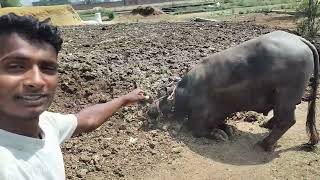 बहुत ही भारी भैंसा 🤔 केवल 4 दांत का भैंसा !! Bull Videos 2026 !! Top Quality Murrah Bull Video 