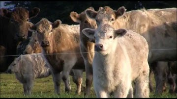 Irrelevant Criterion