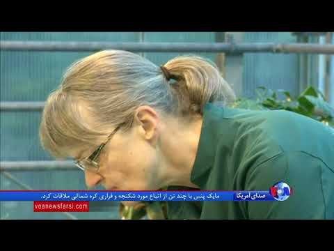 تلاش ها برای دلپذیرتر کردن مزه دانه های خردل منبع غنی پروتئین