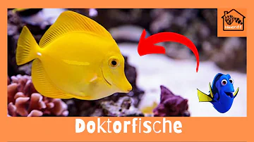 Warum heisst der Doktorfisch Doktorfisch?