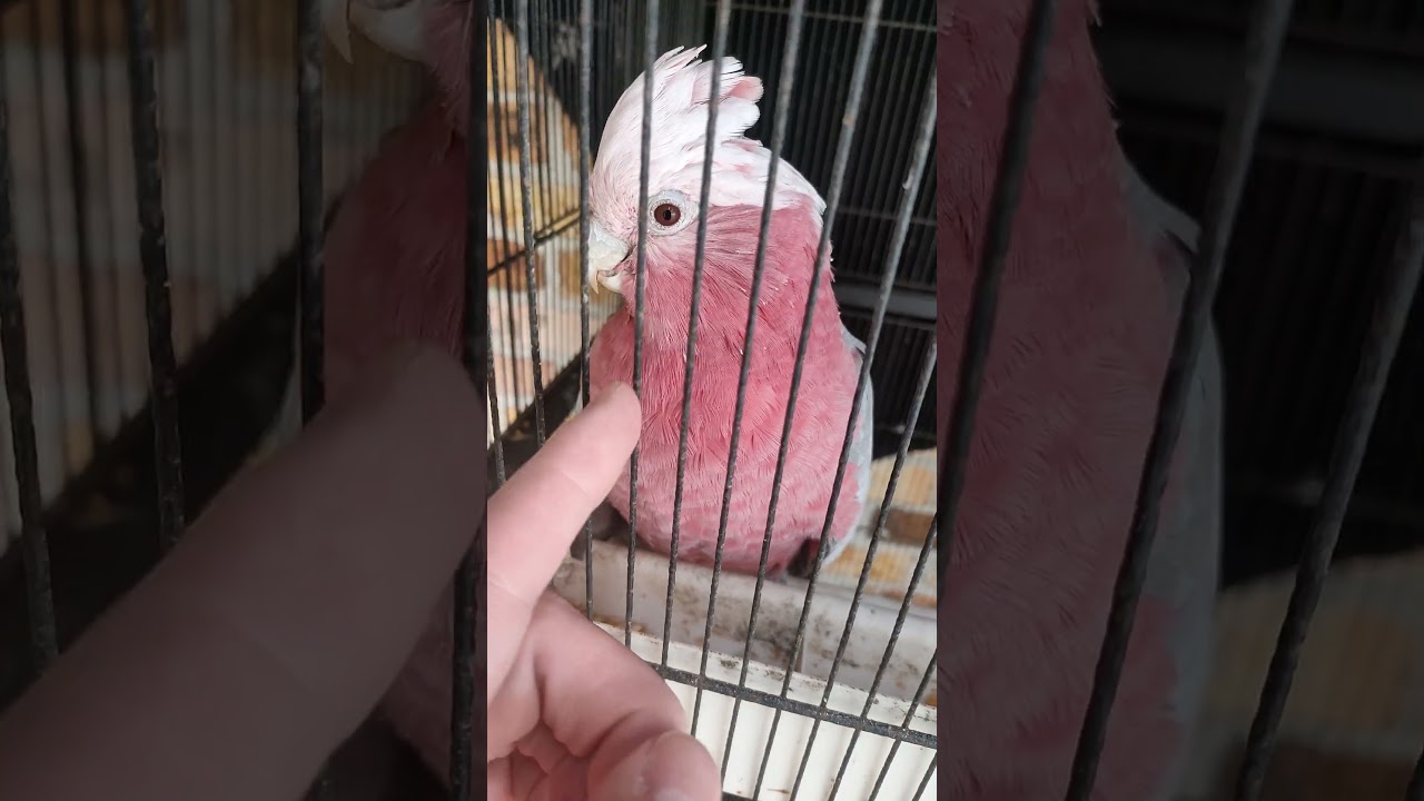 Latest rescue Galah for rehoming in local area