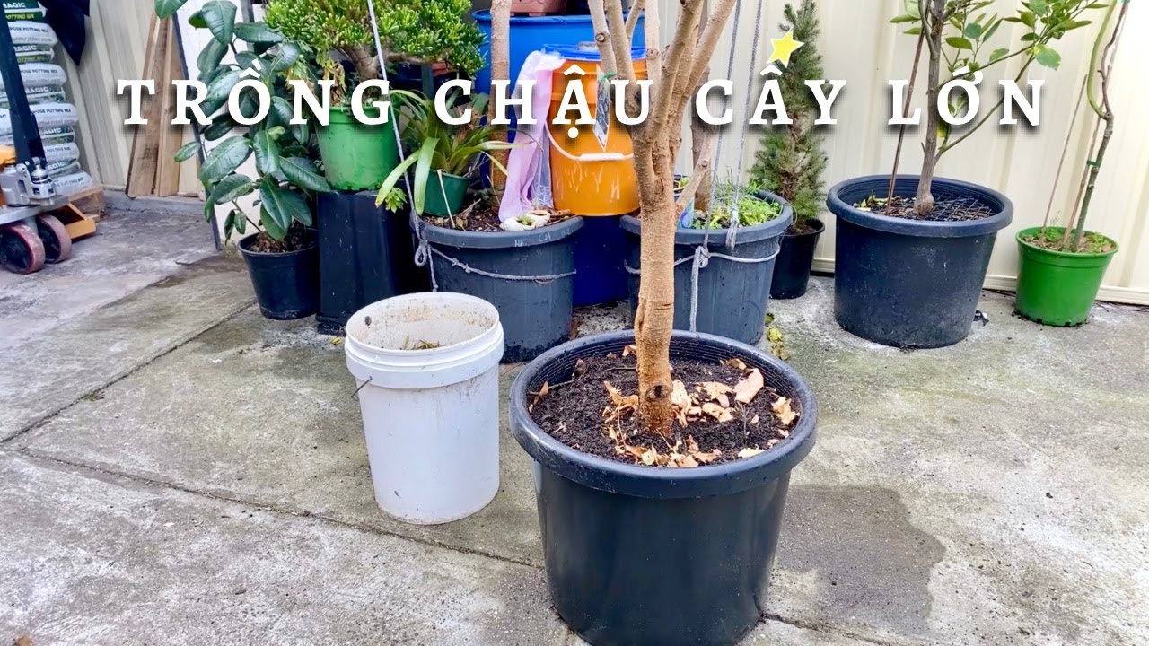 Trồng Chậu Cây Lớn Dùng Đất Tốt, Cỏ và Lá Khô Toan Trinh - YouTube