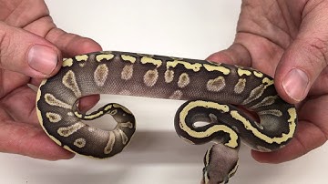2018 Ball Pythons #4  Calicos, Clowns BELs and more!