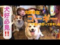 【犬好き】最高の癒し❗️コーギーと戯れてきました‼️