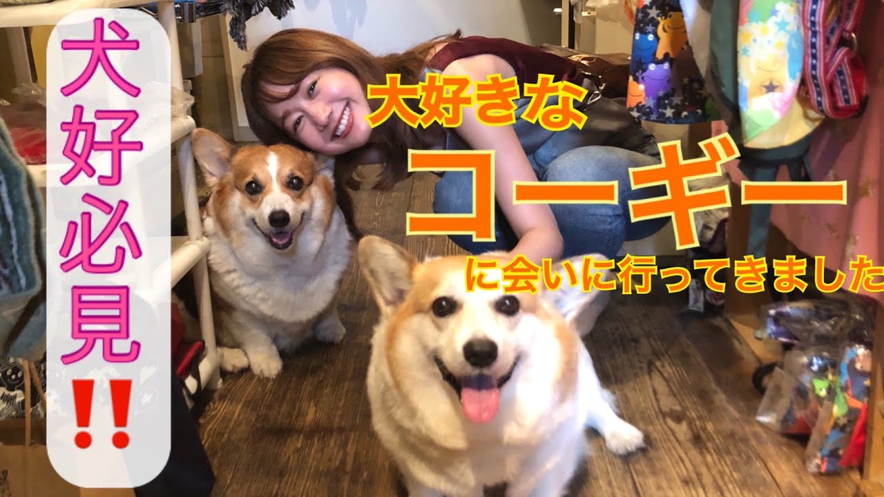 犬好き 最高の癒し コーギーと戯れてきました Youtube