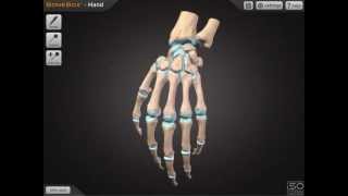 INTERACTIVE - BoneBox™ Hand: Anatomy App for Mac and iPad screenshot 3