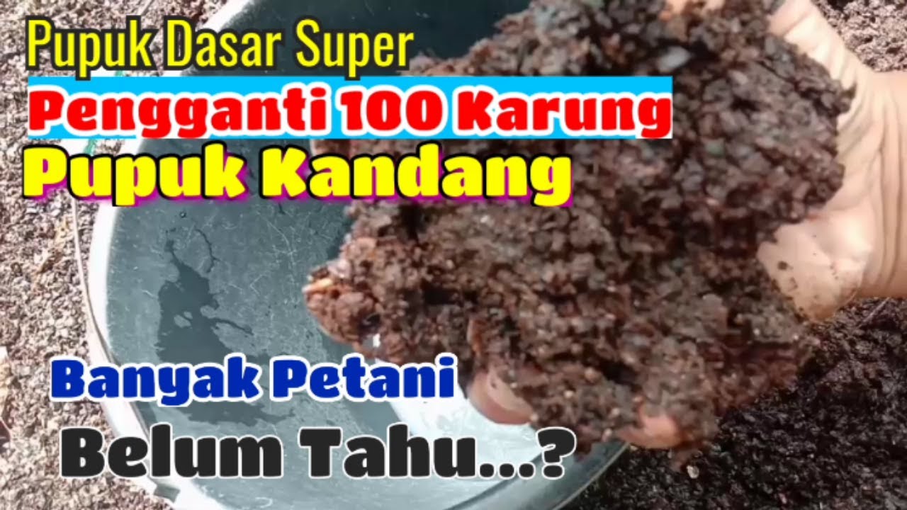 *Cara mudah buat pupuk dasar'Super 