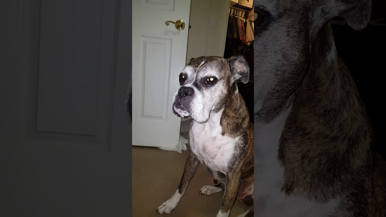 Boxer dog with unknown brain tumor, R.I.P YouTube