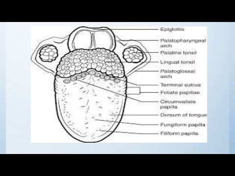 TONGUE - ANATOMY -PHYSIOLOGY. - YouTube