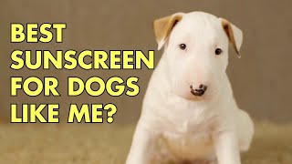 How to Choose Sunscreen For Your Dog