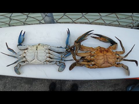 How To Clean A Blue Crab — Ocean City, Maryland How To Clean A Blue Crab — Ocean City, Maryland