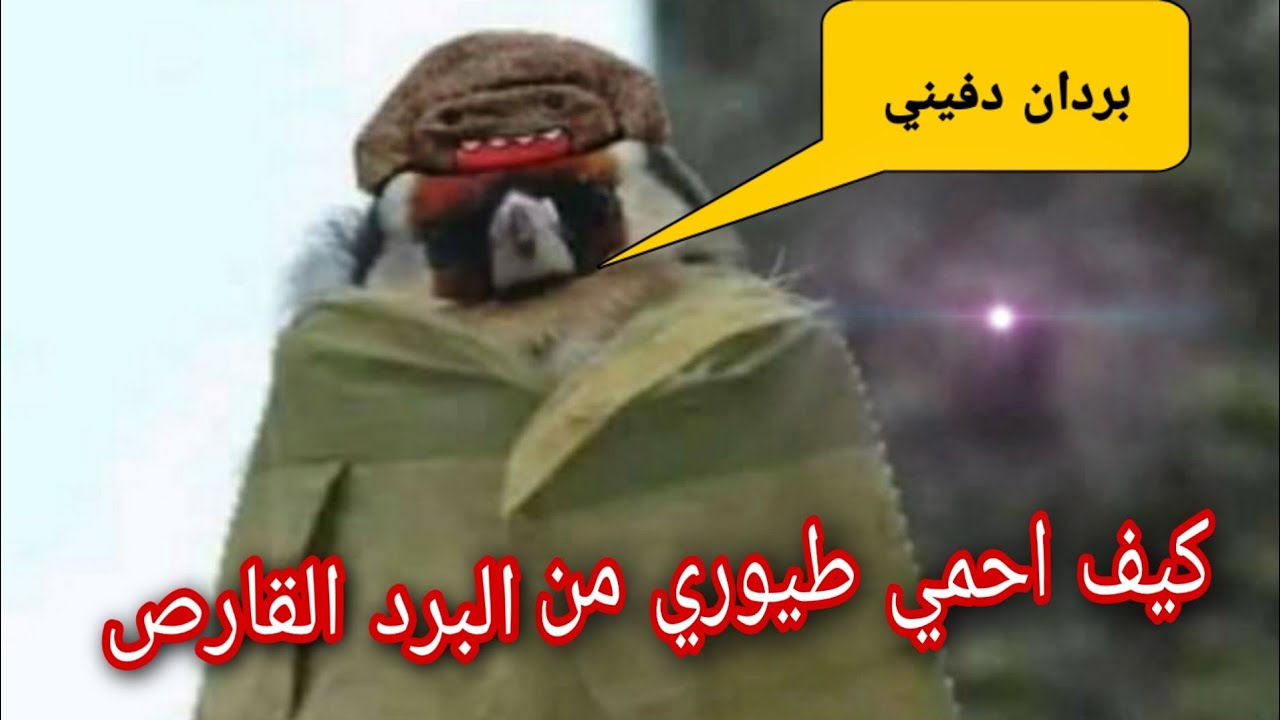 كيف اتعامل مع طيوري في البرد  ( الشتاء) Goldfinch and biting cold