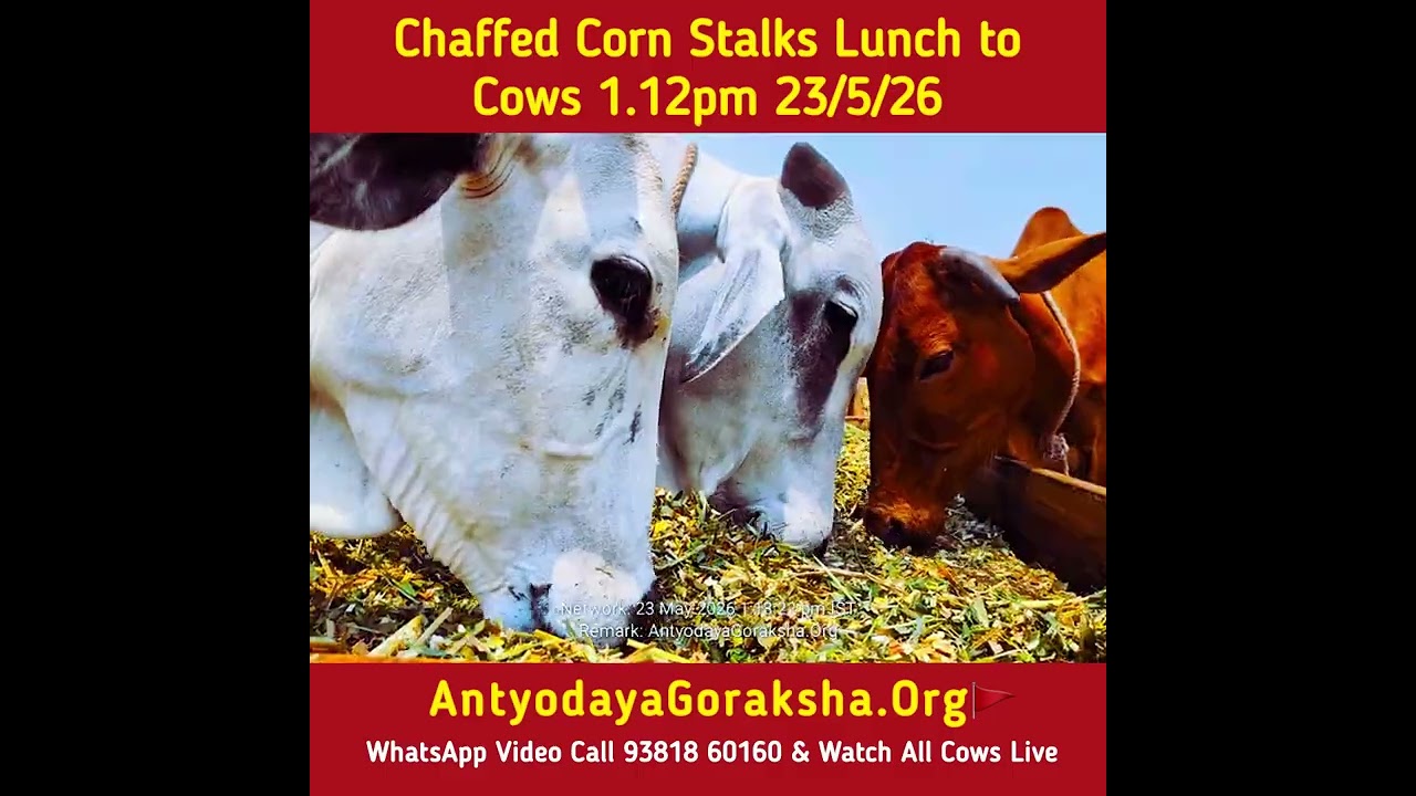 [23 May 2026] Lunchtime in Goshala