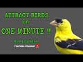 Attract birds in one minute   top 5 bird attractants 