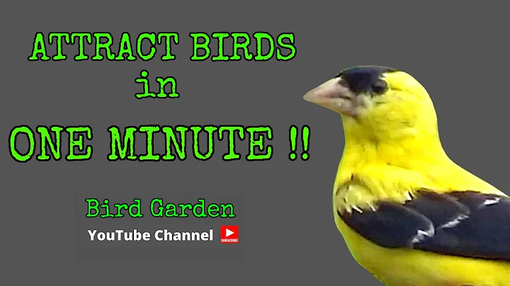 Attract Birds In ONE MINUTE  [ TOP 5 Bird Attractants ]