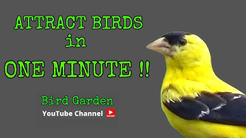 Attract Birds In ONE MINUTE  [ TOP 5 Bird Attractants ]