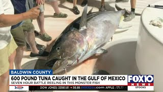 600 pound Tuna caught in the Gulf of Mexico