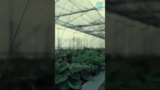 Net Pertanian AgroPro Untuk Tanaman Strawberry Screen Net #part2 #shorts