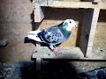 поштовий голуб з румунії-6