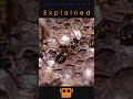 The Wasp Viperwolf Explained | Avatar Explained | Bryce Explains