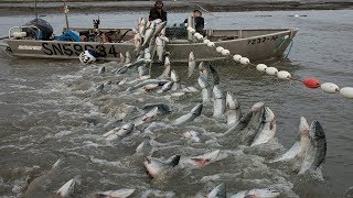 Most Satisfying Cast Net Fishing  Traditional  in The River | Amazing fish