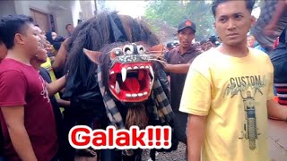 Galak!!! Macan Macanan Jaranan Sri Boyo Budoyo Sengkan Samak